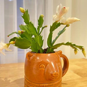 White Christmas cactus, (hybrid Schlumbergera)