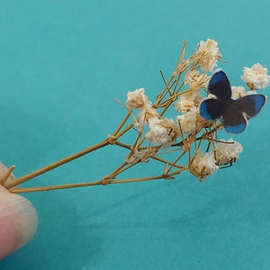 MICRO Miniature BLUE Morpho Butterflies - Set of 12 - Dollhouse, Fairy Garden, Diorama