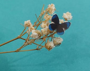Set of 12 MICRO Miniature BLUE Morpho Butterflies - Dollhouse, Fairy Garden, Diorama