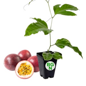 Red Rover Passion fruit Plant - Purple Passion Fruit Plant - Passiflora Edulis &#39;Red Rover&#39; Plant