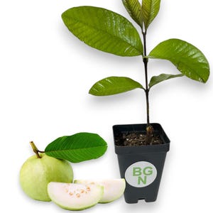 Peruvian White Guava Tree – Live Plant (2" Pot)