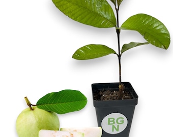 Peruvian White Guava Tree – Live Plant (2" Pot)