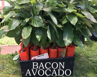 Bacon Avocado Tree, Grafted - VERY COLD HARDY - Grafted Live Avocado Tree