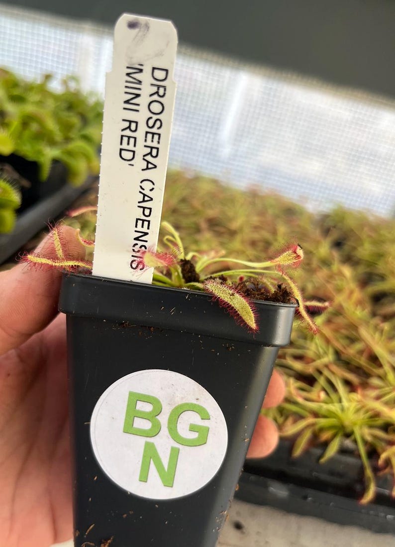 BountifulGrdnNursery Drosera capensis