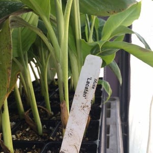 Musa Lacatan Banana Plant - Philippine Banana