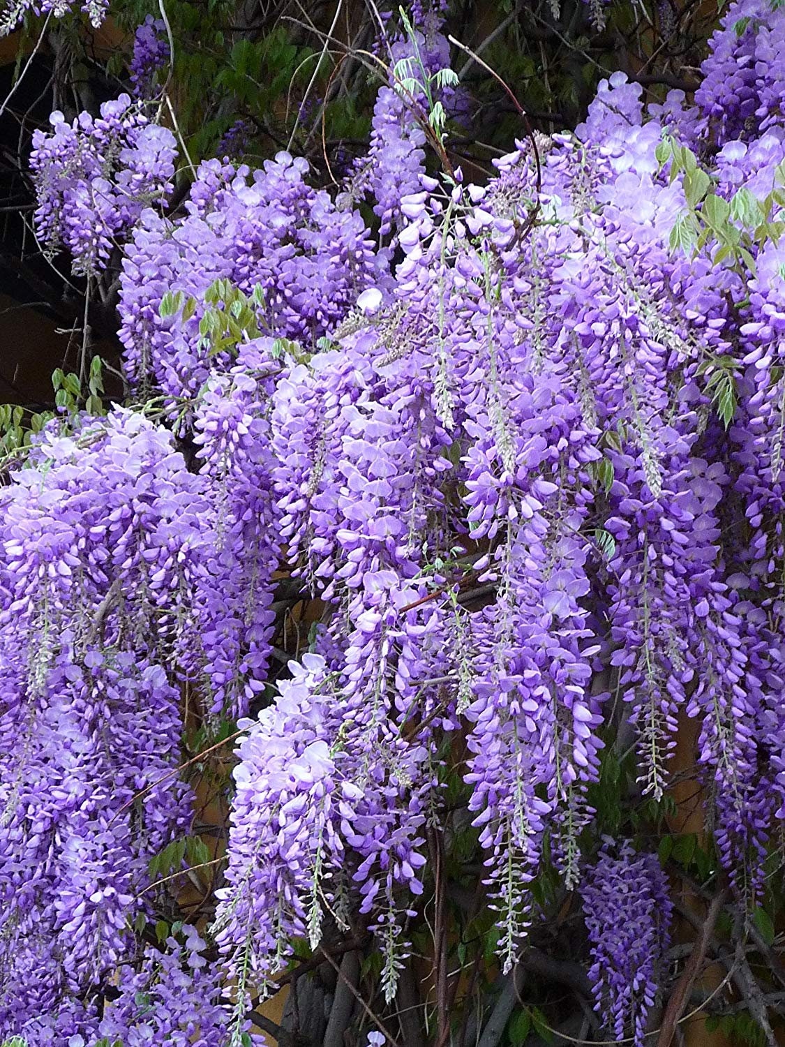 Royal Purple Wisteria - Very Frangrant Wisteria - Live Plant - Great for Bonsai