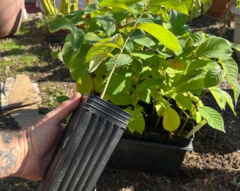 Honeyhart Cherimoya Tree - Live Tree - Annona - Custard Apple