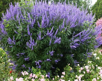 Vitex Chaste Tree – Live Flowering Shrub, Pollinator Garden