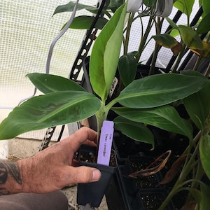 Double Mahoi Dwarf Banana Plant - Live Plant - Double Headed Dwarf Cavendish