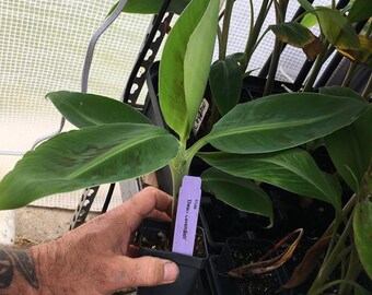 Double Mahoi Dwarf Banana Plant - Live Fruiting Plant
