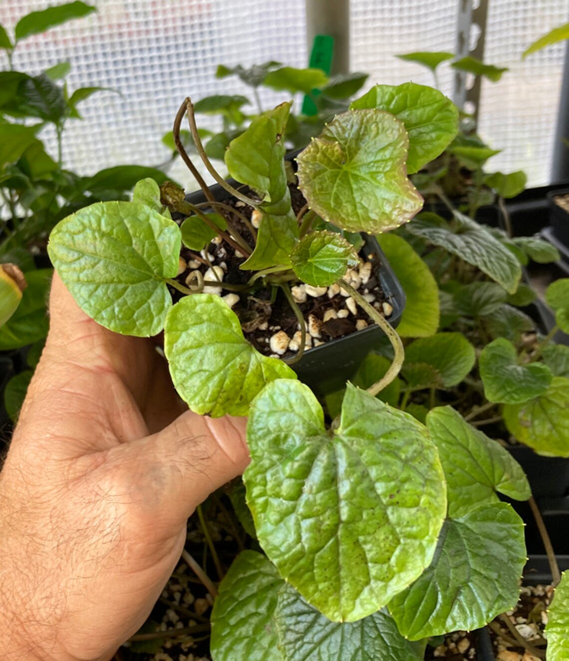 Wasabi Plant REAL WASABI Wasabia Japonica 'Daruma' Etsy