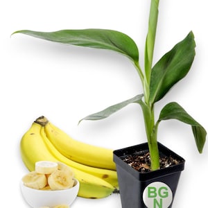 Dwarf Cavendish Banana - Live Banana Plant - Dwarf Musa Cavendish banana plant