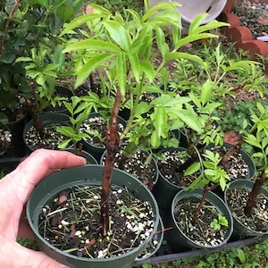 Elderberry Bush – American  Elderberry - Sambucus canadensis - Live Plant