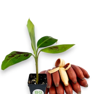 Dwarf Red banana – Edible Red Banana - Sumatrana “X” Cross Red Banana