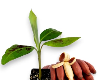 Dwarf Red Banana Plant: Edible Sumatrana Cross