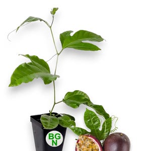 Purple Passion Fruit Plant - Passiflora Edulis &#39;Possum Purple&#39; Plant