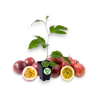 Passiflora “Bounty” – COLD HARDY Passion Fruit Plant – Live Plant