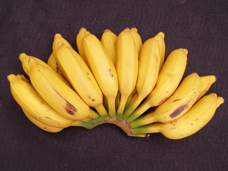 Где можно купит банан. Платано бананы. Ecuasabor бананы. Пальчиковые бананы.