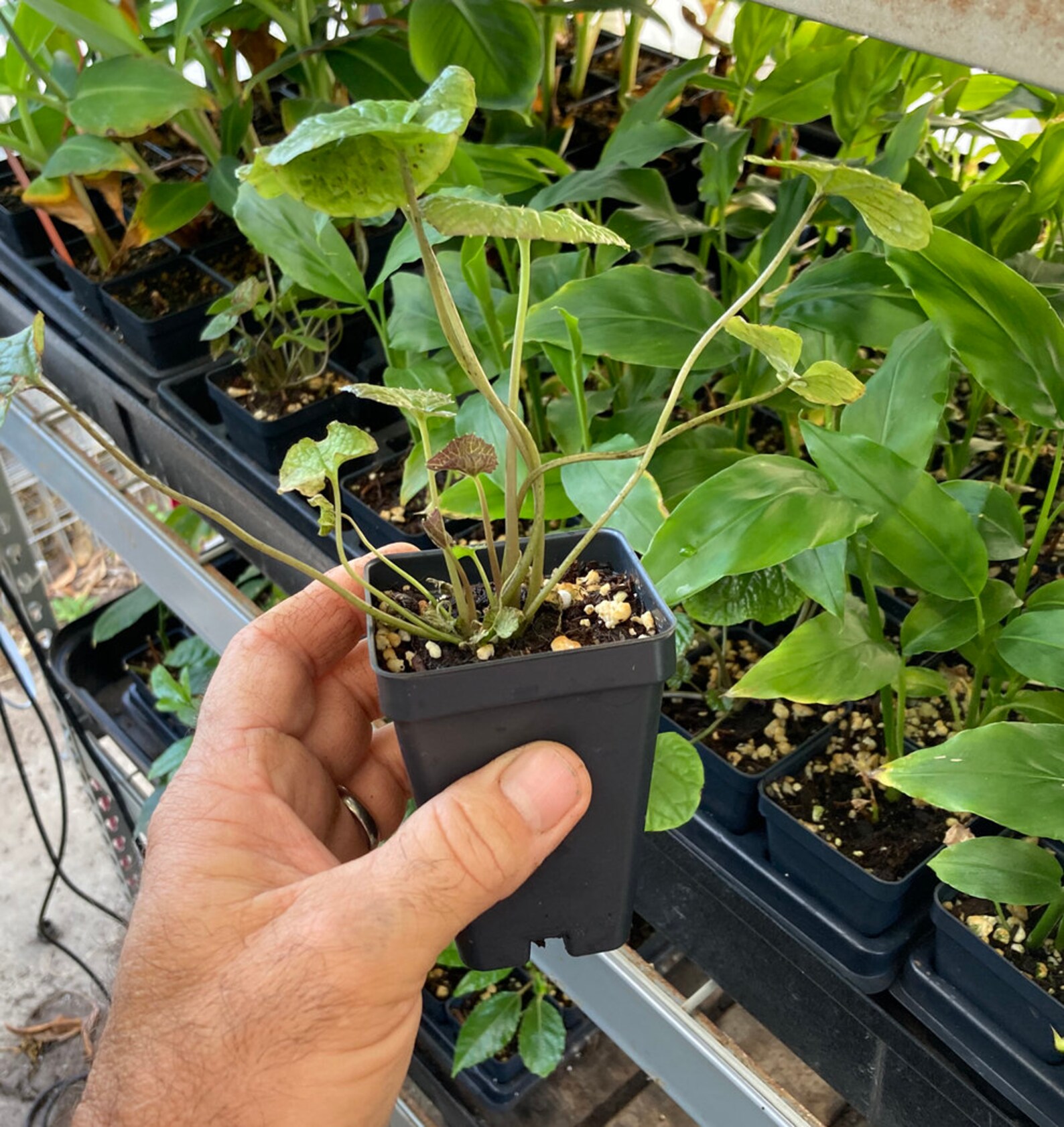 Wasabi Plant REAL WASABI Wasabia Japonica �Daruma� Etsy