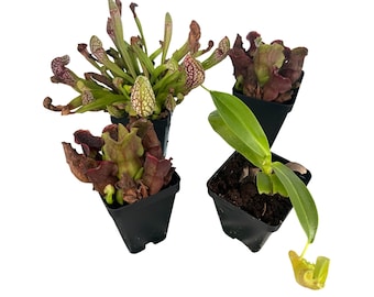 Carnivorous Plant Assortment – Mixed Species Collection - 4 Pack - You Choose