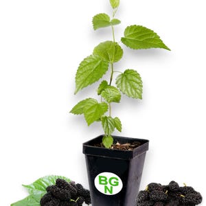 Dwarf Everbearing Mulberry Tree, Morus Nigra Mulberry Plant Bush