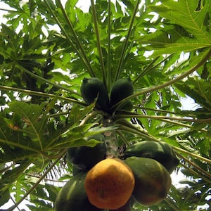 Red Lady Dwarf Papaya Seeds