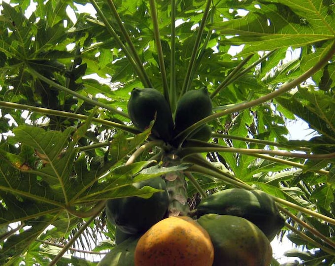 Red Lady Dwarf Papaya Seeds