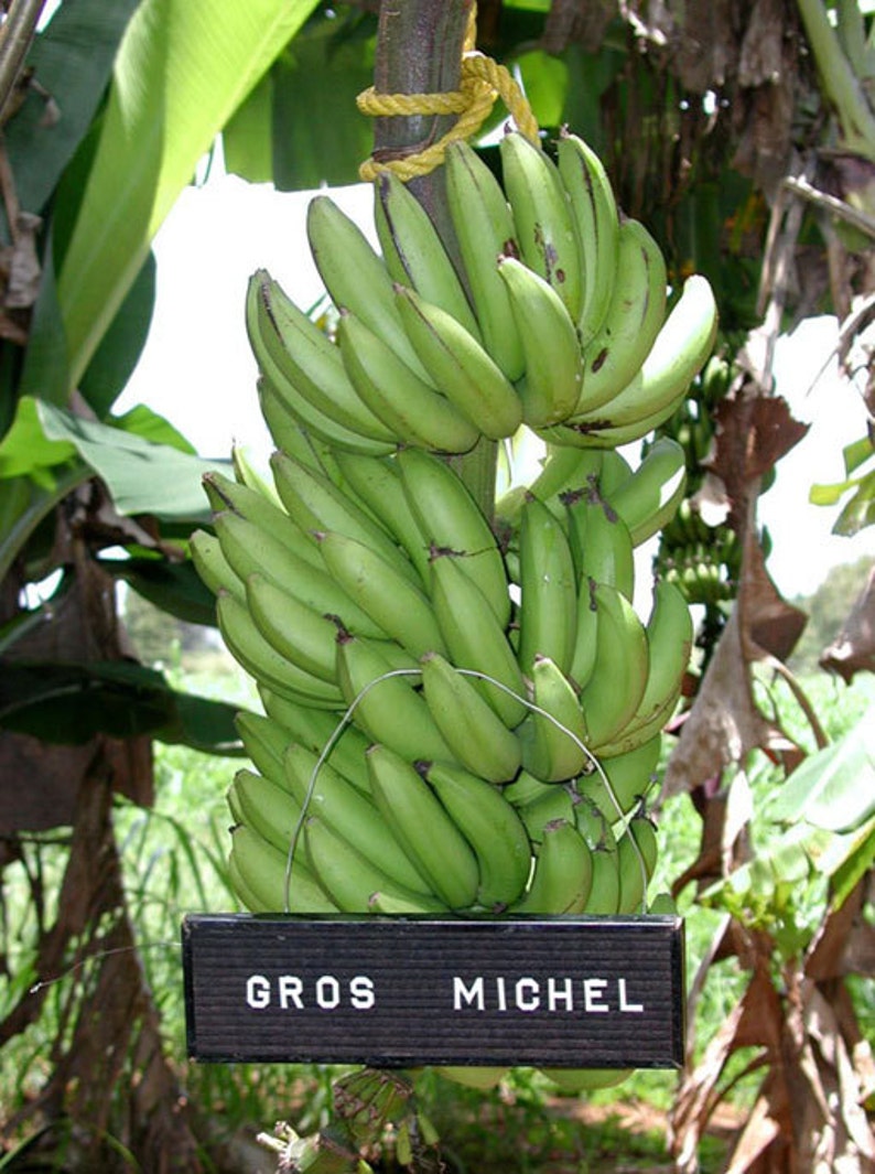 Gros Michel Banana Plants RARE Variety USDA Cultivated Etsy