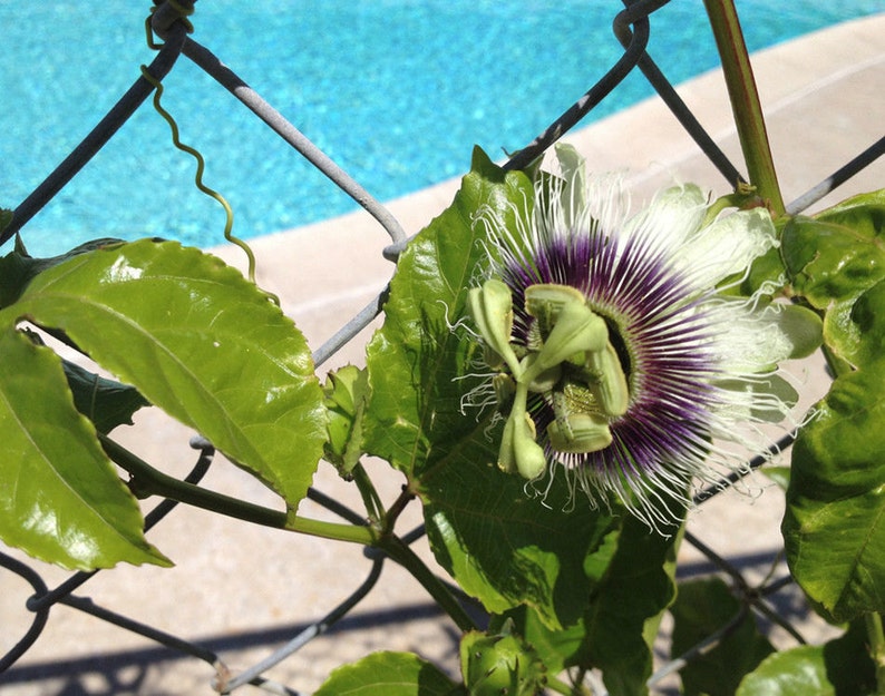 Purple Passion Fruit Plant Passiflora Edulis 'Red Rover' Plants,F...