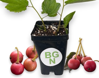 Red Jamaican Cherry - Strawberry Tree - Muntingia calabura - Fast Growing - Live