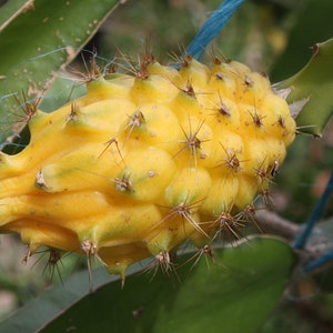 Yellow Dragon Fruit -"Yellow Dragon" Dragon Fruit - Selenicereus 'Yellow Dragon'