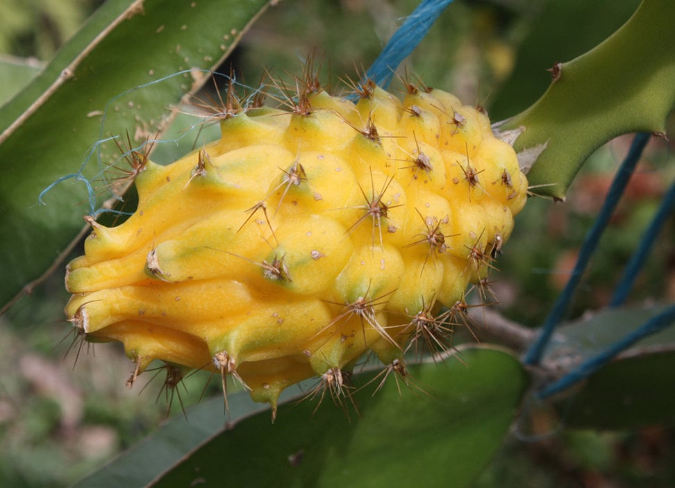Yellow Dragon Fruit -"Yellow Dragon" Dragon Fruit - Selenicereus 'Yellow Dragon'