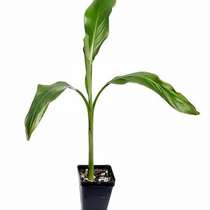 Mekong Giant Banana Plant - Musa Itinerans - Very Cold Hardy