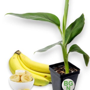 Grand Nain ‘Great Dwarf’ Banana Tree – ‘Great Dwarf’ Live Banana Plant - Cavendish Banana