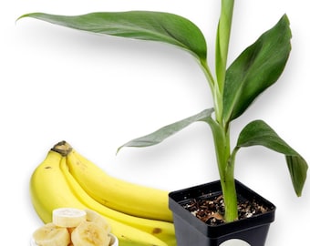Gran Nain Banana Plant - Live Plant