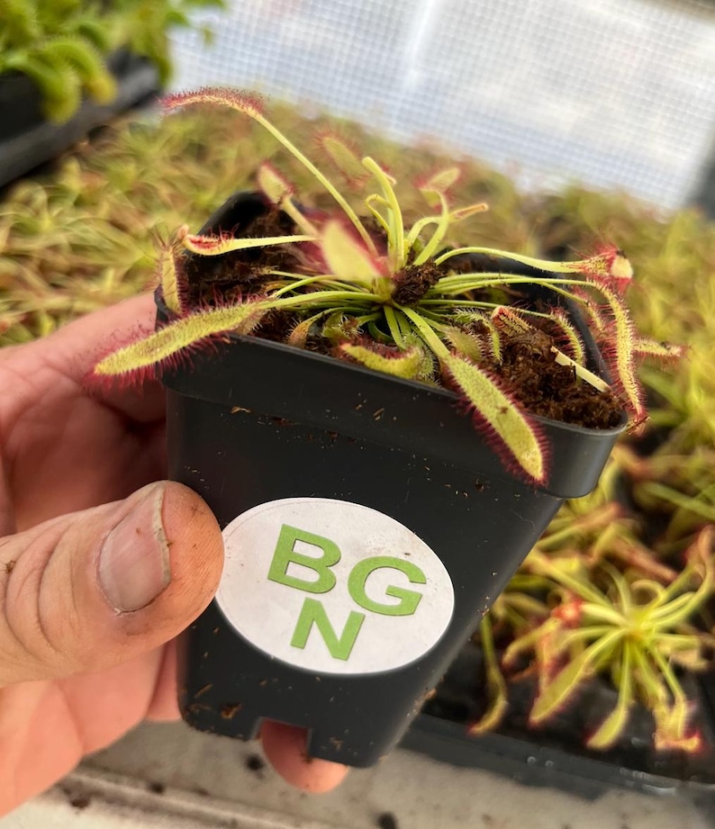 BountifulGrdnNursery Drosera capensis - Thumbnail 3