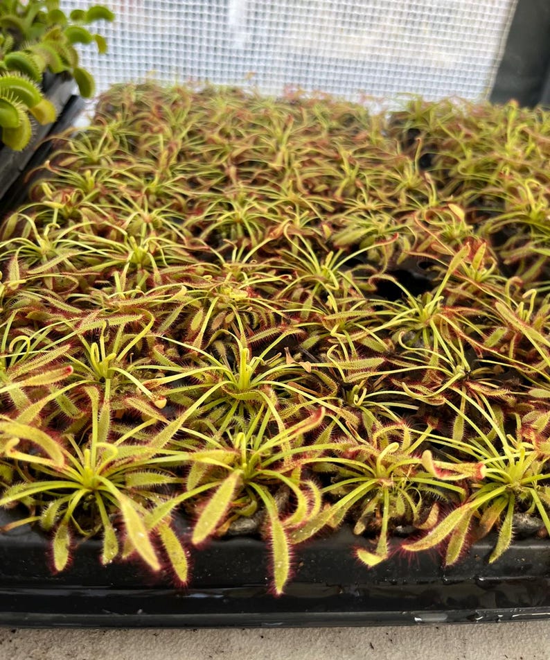 BountifulGrdnNursery Drosera capensis - Thumbnail 4
