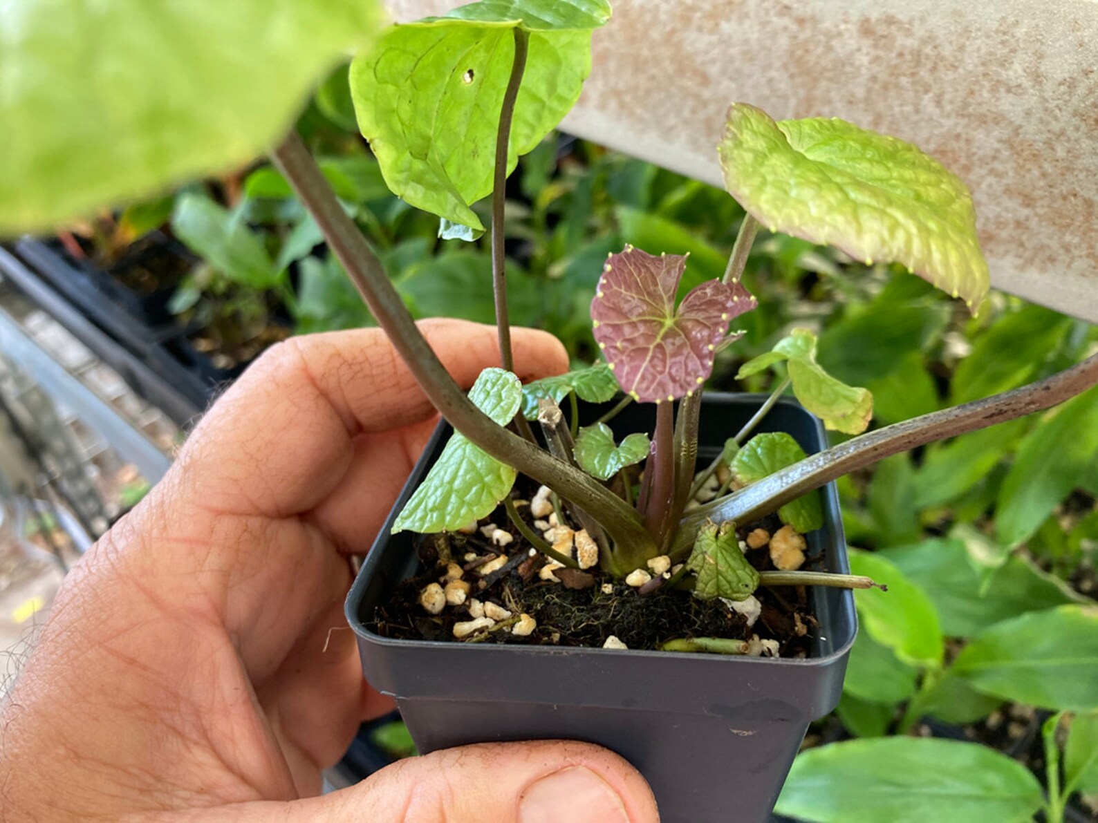 Wasabi Plant REAL WASABI Wasabia Japonica �Daruma� Etsy