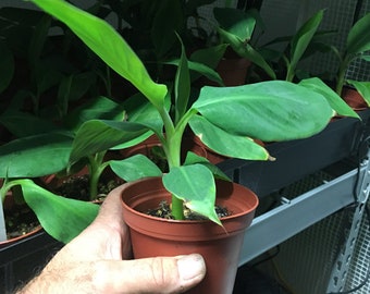 FHIA-02 Mona Lisa Banana - Dessert Banana - RARE