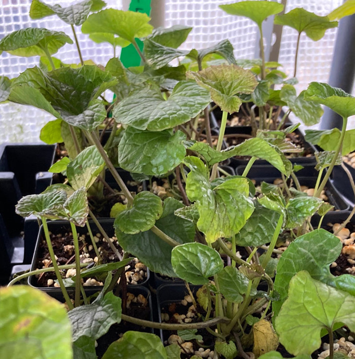 Wasabi Plant REAL WASABI Wasabia Japonica �Daruma� Etsy