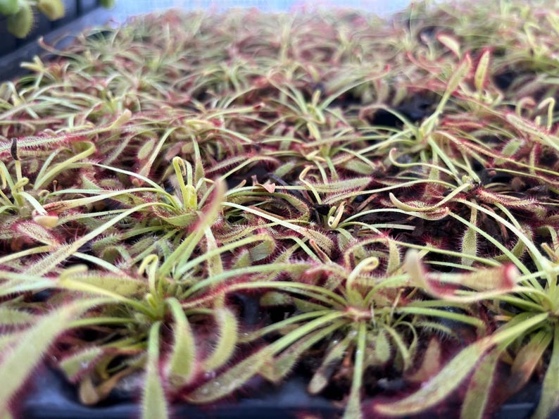 BountifulGrdnNursery Drosera capensis - Thumbnail 2