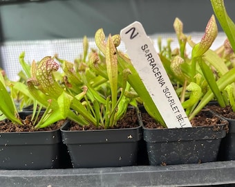Scarlett Belle Pitcher Plant – Sarracenia "Scarlet Bell" – Carnivorous Plant