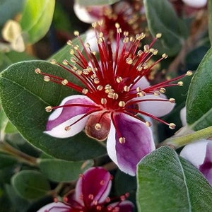 Pineapple Guava - Feijoa sellowiana - Live Plant - COLD HARDY EDIBLE - Young Starter Plants