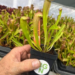 Sarracenia &#39;Bug Bat&#39; - Red‑Hooded Carnivorous Pitcher Plant- Sarracenia Hybrid
