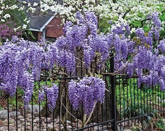 Blue Moon Wisteria - Incredible Blue Wisteria Flowers - Live Plant - Great for Bonsai