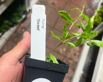 Pomegranate 'Sweet' - Punica granatum - Live Plant