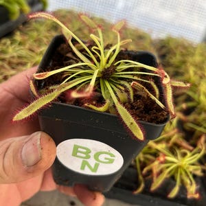 Drosera capensis “Mini Red” – Compact Cape Sundew Carnivorous Plant - Live Plant