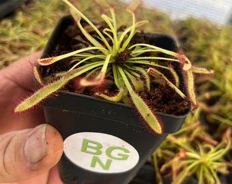 Drosera capensis “Mini Red” – Compact Cape Sundew Carnivorous Plant - Live Plant
