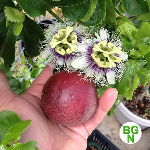 Purple Passion Fruit Plant - Passiflora Edulis 'Red Rover' Plant