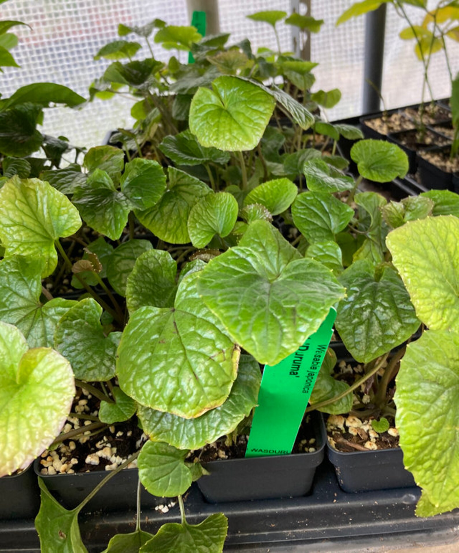 Wasabi Plant REAL WASABI Wasabia Japonica 'Daruma' Etsy